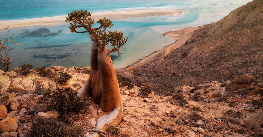 Socotra-Island-The-Last-Stop-Share